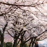 パパと2匹の犬