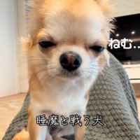 眠すぎるチャイちゃん