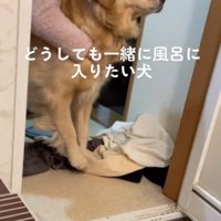 家族に体を支えられて立ち止まっている犬