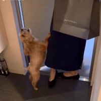 吠えるニコちゃん