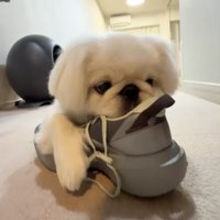 うっとりする犬