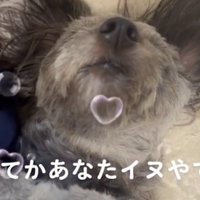 眠る犬のアップ