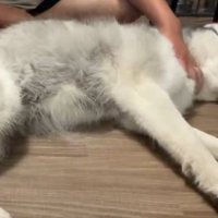 アピール