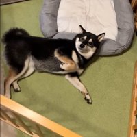 お散歩に誘ったら…