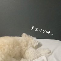 寝床チェックするぽぽちゃん2