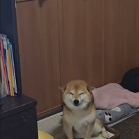 飼い主さんと再会したら…