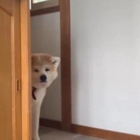 玄関を出ようとする飼い主を見つめる犬