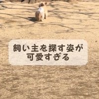 犬の後ろ姿