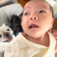 ソファの上に座る犬たち