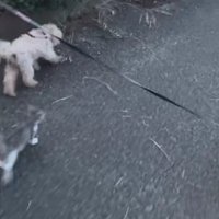 子猫が現れて…