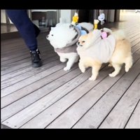 毛が裏返る犬1