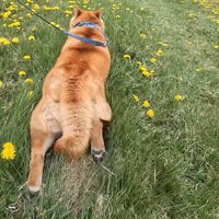 再び数センチほふく前進