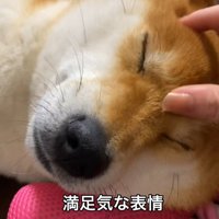 撫でられて満足そう♡