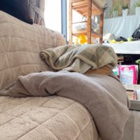 遠くから子犬を見つめる先住犬