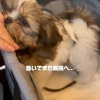 病院へ向かったこげまるくん
