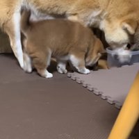うなる母犬