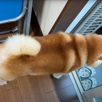 家の中から窓の外を見る柴犬