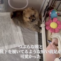 ケージの前で伏せするポメラニアンの子犬
