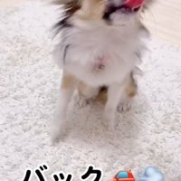 バックするくるみちゃん