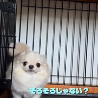 ふたたび催促するわんこ