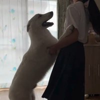 お姉ちゃん帰宅時のまる君