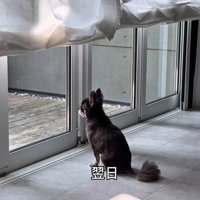 お兄ちゃんの帰りを待つこげまる君4