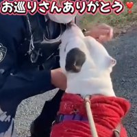 見上げる犬