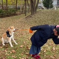 それでも動かない秋田犬