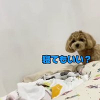 「隣で寝てもいい？」