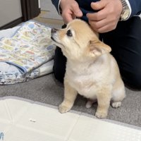 頭をなでてくれるおじいちゃんを見上げる犬