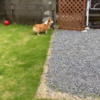 フェンスの前で待機
