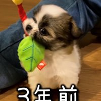 おもちゃで遊ぶ子犬