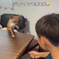 あん子ちゃんもお手々を前に！