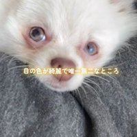 個性的なカラーの瞳