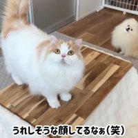 なんちゃってコタツ完成！