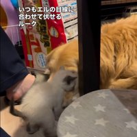 ルークくんのまわりを歩くエルちゃん