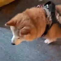 「どう？似合う？」