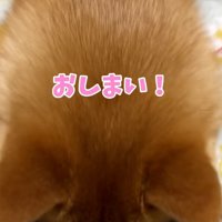 また顔をうずめるはなちゃん