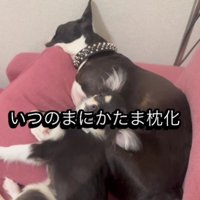 たまちゃんを枕にしてお昼寝