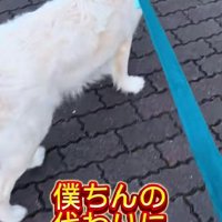 「なでてもらいたいな～」