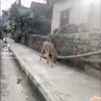 霧の路地を歩いてくる犬