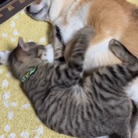 隣同士でくっついて眠る犬と猫