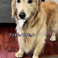 ゴミを持ってくるゴールデン