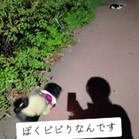 猫に驚いて逃げ腰に