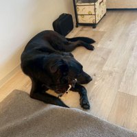 キングくんと子猫6