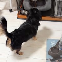 お互いに警戒し合う犬