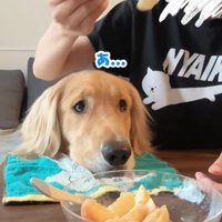 桃を食べるコロッケくん7