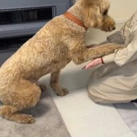 おばあちゃんにお手をする犬