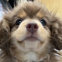 ハーマイオニーに似ている！