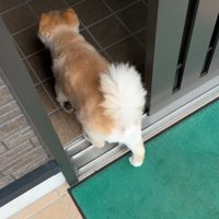 満足そうにお家の中へ